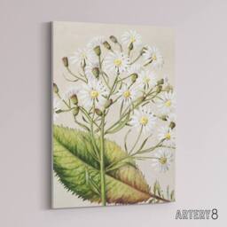 "Artery8 New Zealand Brachyglottis Hectorii Daisies Featon Canvas Art Print in Beige - Size: W12"" x H16""" - thumbnail 2