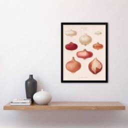 Artery8 Ernst Benary Onion Varieties Vintage Illustration Framed Art Print in White - Size: A4 - thumbnail 2