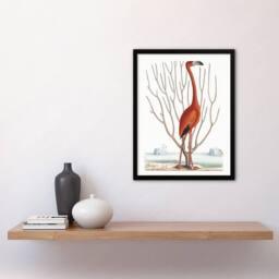 Artery8 Flamingo Bird Vintage Illustration Catesby Framed Wall Art Print in White - Size: A4 - thumbnail 4