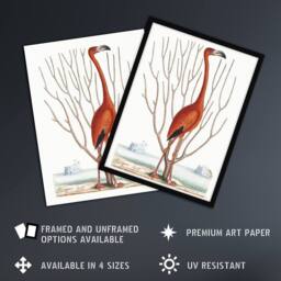 Artery8 Flamingo Bird Vintage Illustration Catesby Framed Wall Art Print in White - Size: A4 - thumbnail 2