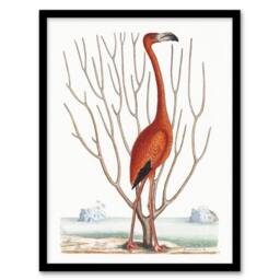 Artery8 Flamingo Bird Vintage Illustration Catesby Framed Wall Art Print in White - Size: A4 - thumbnail 1