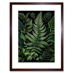 "Artery8 Wall Art Print Fern Fronds Ernst Haeckel Style Artwork Framed 9X7 Inch in Brown - Size: W7"" x H9""" - thumbnail 1