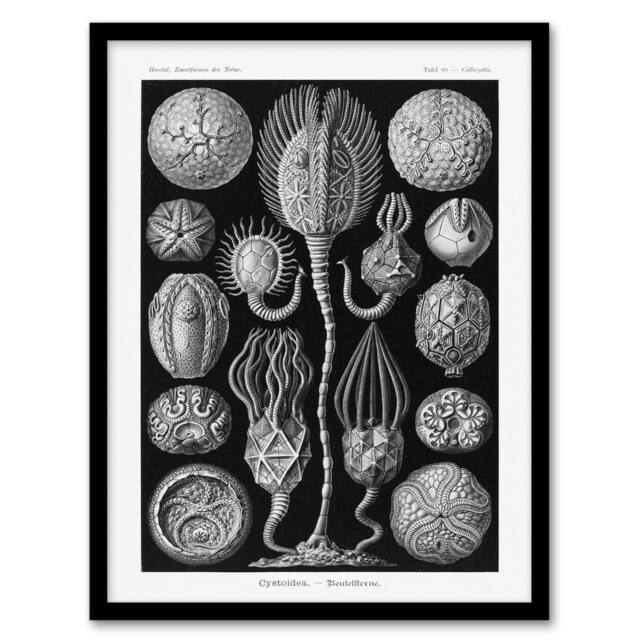 "Artery8 Cystoidea Pouch Stars Marine Life Haeckel Framed Wall Art Print in Black - Size: W12"" x H16""" - image 1