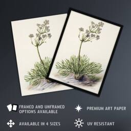"Artery8 New Zealand Wild Spaniard Flower Featon Wall Art Poster Print in Beige - Size: W18"" x H24""" - thumbnail 2