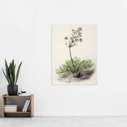 "Artery8 New Zealand Wild Spaniard Flower Featon Wall Art Poster Print in Beige - Size: W18"" x H24""" - thumbnail 4
