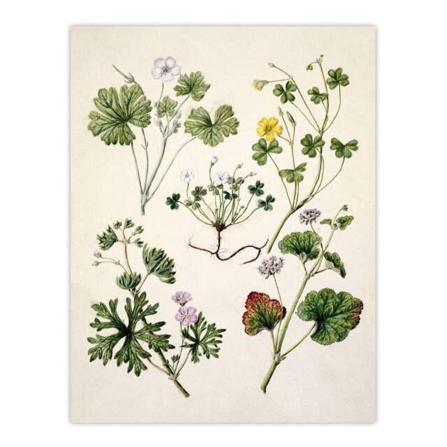 "Artery8 Vintage New Zealand Wildflower Artwork Featon Wall Art Poster Print in Beige - Size: W12"" x H16""" - image 1