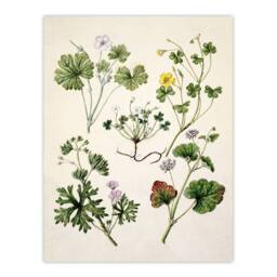 "Artery8 Vintage New Zealand Wildflower Artwork Featon Wall Art Poster Print in Beige - Size: W12"" x H16""" - thumbnail 1