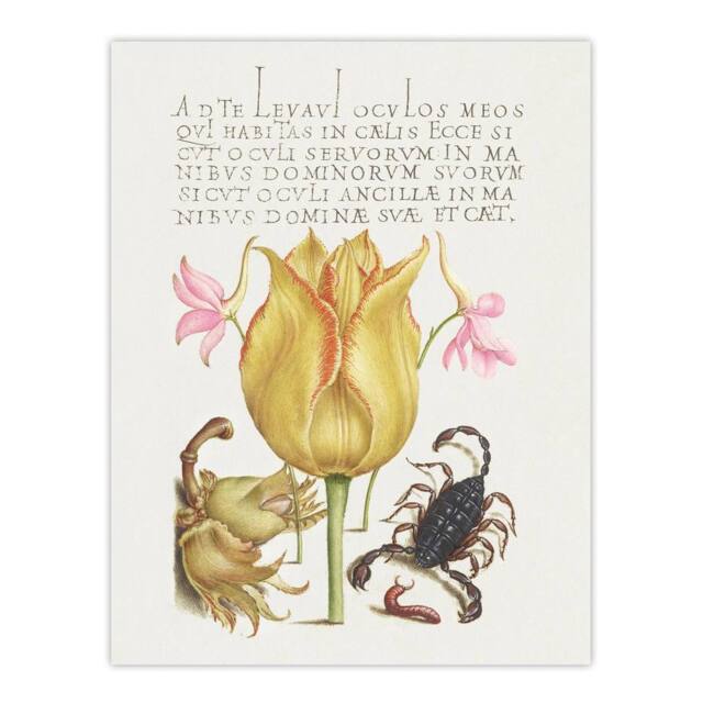 "Artery8 Larkspurs Tulip & Scorpion Calligraphy Wall Art Poster Print in White - Size: W12"" x H16""" - image 1