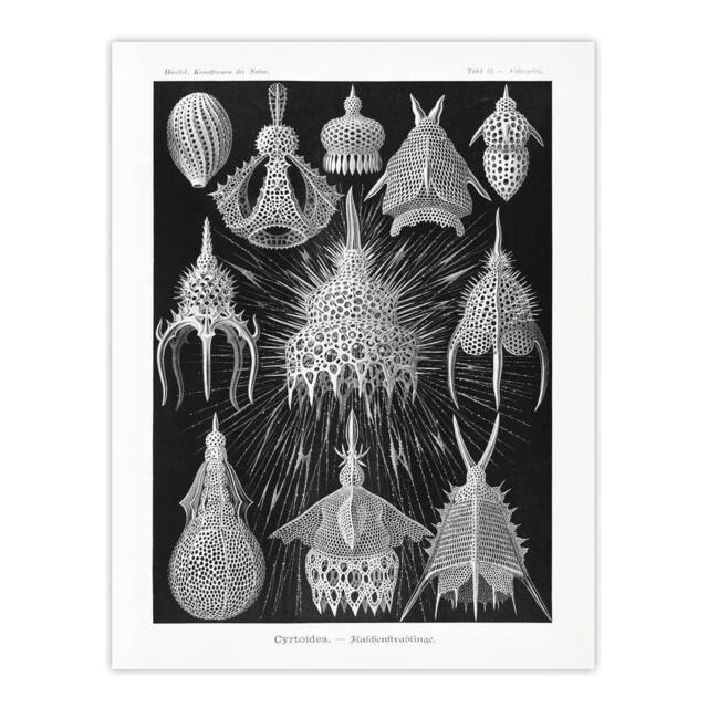 "Artery8 Marine Microorganisms Haeckel Botanical Wall Art Print Poster in Black - Size: W12"" x H16""" - image 1