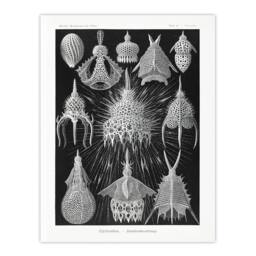 "Artery8 Marine Microorganisms Haeckel Botanical Wall Art Print Poster in Black - Size: W12"" x H16""" - thumbnail 1