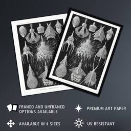 "Artery8 Marine Microorganisms Haeckel Botanical Wall Art Print Poster in Black - Size: W12"" x H16""" - thumbnail 2
