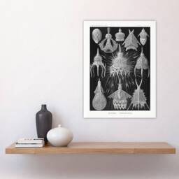 "Artery8 Marine Microorganisms Haeckel Botanical Wall Art Print Poster in Black - Size: W12"" x H16""" - thumbnail 4