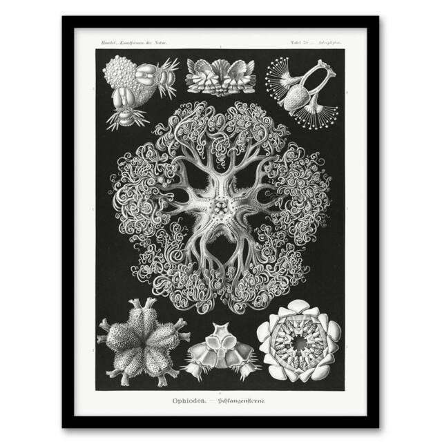 "Artery8 Ophiodea Brittle Stars Haeckel Botanical Framed Wall Art Print in Black - Size: W12"" x H16""" - image 1