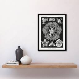 "Artery8 Ophiodea Brittle Stars Haeckel Botanical Framed Wall Art Print in Black - Size: W12"" x H16""" - thumbnail 4