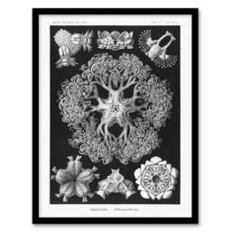 "Artery8 Ophiodea Brittle Stars Haeckel Botanical Framed Wall Art Print in Black - Size: W12"" x H16""" - thumbnail 1