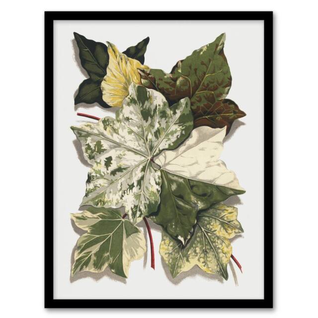 Artery8 Various Ivy Leaves Watercolor Painting Hibberd Framed Wall Art Print in Green - Size: A4 - image 1