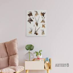 "Artery8 Bovidae Animals Vintage Illustration Lydekker Canvas Wall Art in White - Size: W18"" x H24""" - thumbnail 3