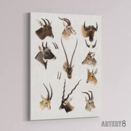 "Artery8 Bovidae Animals Vintage Illustration Lydekker Canvas Wall Art in White - Size: W18"" x H24""" - thumbnail 2