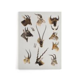 "Artery8 Bovidae Animals Vintage Illustration Lydekker Canvas Wall Art in White - Size: W18"" x H24""" - thumbnail 1