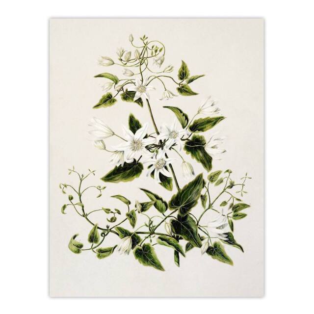 "Artery8 New Zealand Pikiarero White Clematis Flower Featon Wall Art Print in Beige - Size: W18"" x H24""" - image 1