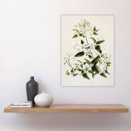 "Artery8 New Zealand Pikiarero White Clematis Flower Featon Wall Art Print in Beige - Size: W18"" x H24""" - thumbnail 4