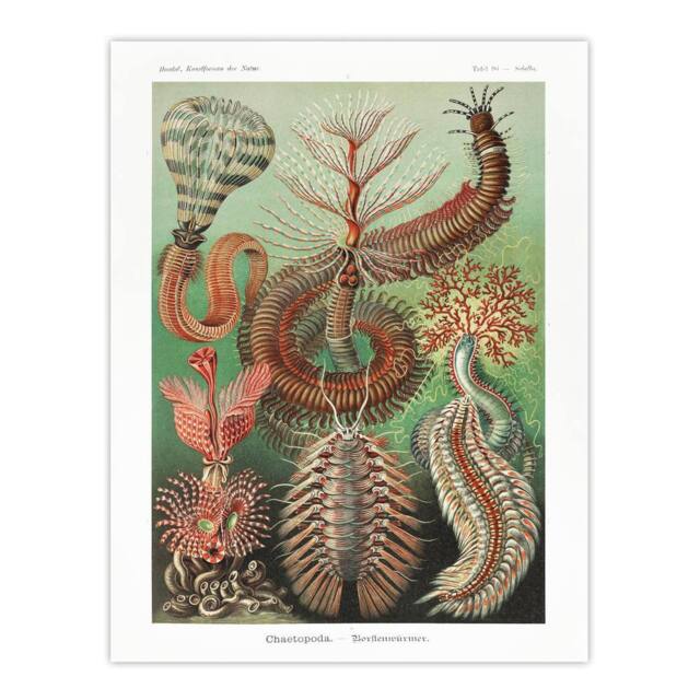 "Artery8 Chaetopoda Marine Worms Haeckel Botanical Wall Art Print Poster - Size: W12"" x H16""" - image 1