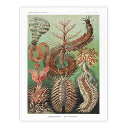 "Artery8 Chaetopoda Marine Worms Haeckel Botanical Wall Art Print Poster - Size: W12"" x H16""" - thumbnail 1