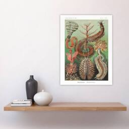 "Artery8 Chaetopoda Marine Worms Haeckel Botanical Wall Art Print Poster - Size: W12"" x H16""" - thumbnail 4