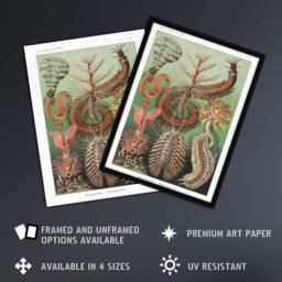 "Artery8 Chaetopoda Marine Worms Haeckel Botanical Wall Art Print Poster - Size: W12"" x H16""" - thumbnail 2