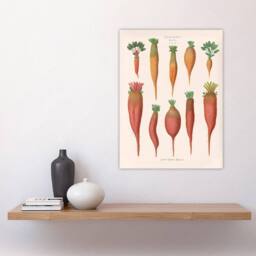 "Artery8 Mangold Wurzels Field Beet Ernst Benary Wall Art Poster Print in White - Size: W12"" x H16""" - thumbnail 4