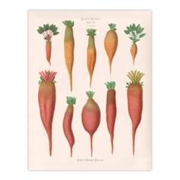 "Artery8 Mangold Wurzels Field Beet Ernst Benary Wall Art Poster Print in White - Size: W12"" x H16""" - thumbnail 1