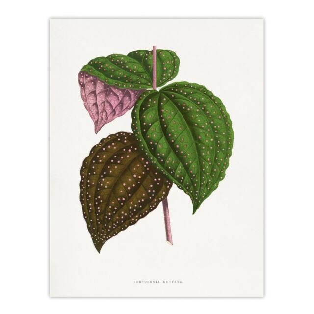 "Artery8 AF Lydon Benjamin Fawcett Bertolonia Guttata Leaves Wall Art Print in White - Size: W12"" x H16""" - image 1