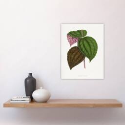 "Artery8 AF Lydon Benjamin Fawcett Bertolonia Guttata Leaves Wall Art Print in White - Size: W12"" x H16""" - thumbnail 4