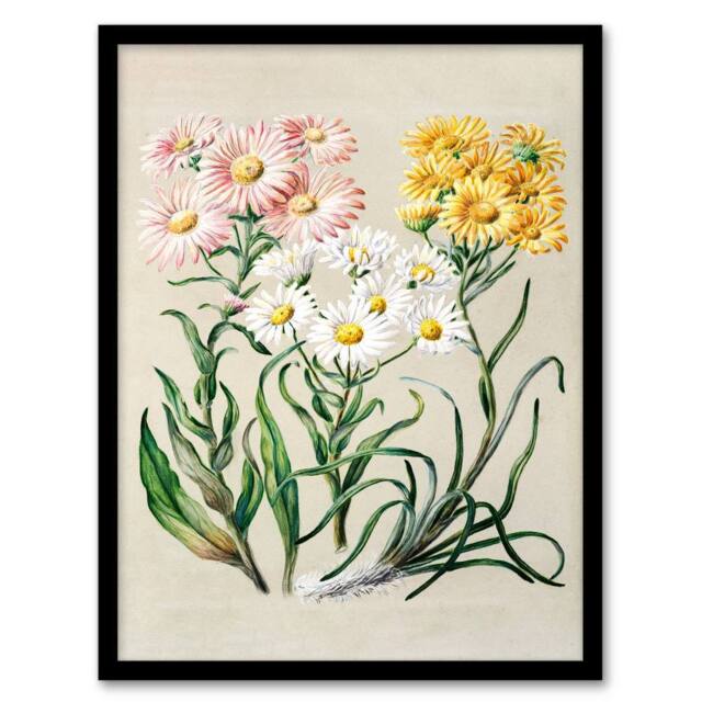 Artery8 Sarah Featon Framed Wall Art Print New Zealand Snow Groundsel Flowers in Beige - Size: A4 - image 1