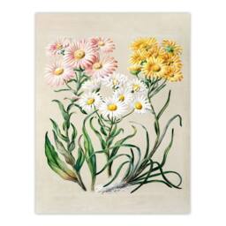Artery8 Sarah Featon Framed Wall Art Print New Zealand Snow Groundsel Flowers in Beige - Size: A4 - thumbnail 3