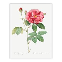 Artery8 Pierre J Redoute Framed Wall Art Vintage French Rose Illustration in White - Size: A4 - thumbnail 3