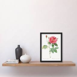 Artery8 Pierre J Redoute Framed Wall Art Vintage French Rose Illustration in White - Size: A4 - thumbnail 2