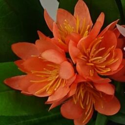 Leaf 3x 18cm Artificial Freesia Plants Pink, Orange, Yellow Flowering in Green - Size: 3x 18 cm - thumbnail 2