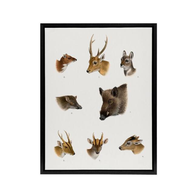 "Artery8 Wildlife Animals Vintage Illustration Lydekker Framed Canvas Wall Art in White - Size: W24"" x H32""" - image 1