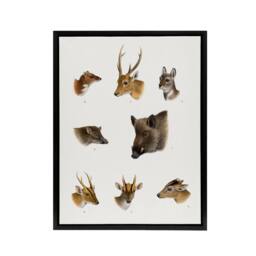 "Artery8 Wildlife Animals Vintage Illustration Lydekker Framed Canvas Wall Art in White - Size: W24"" x H32""" - thumbnail 1