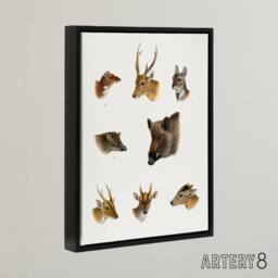 "Artery8 Wildlife Animals Vintage Illustration Lydekker Framed Canvas Wall Art in White - Size: W24"" x H32""" - thumbnail 2