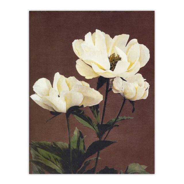"Artery8 White Herbaceous Peony Flowers Japanese Wall Art Print Kazumasa in Red - Size: W18"" x H24""" - image 1