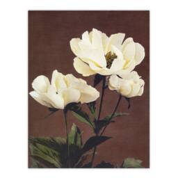 "Artery8 White Herbaceous Peony Flowers Japanese Wall Art Print Kazumasa in Red - Size: W18"" x H24""" - thumbnail 1