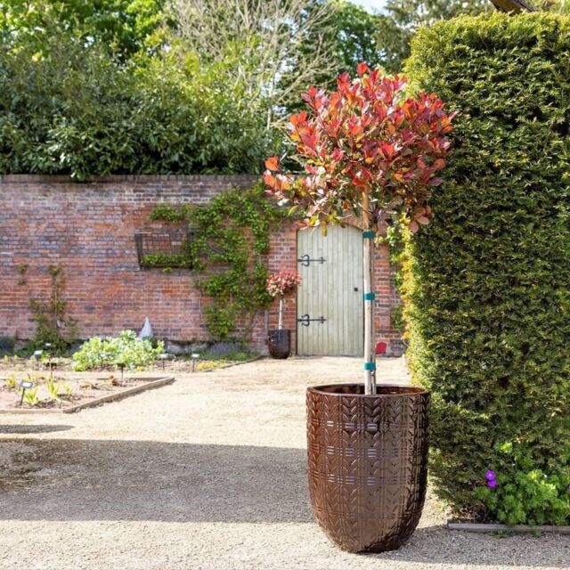 Primrose Textured Glazed Terracotta Planter In Glossy Coffee Brown 50cm - image 1
