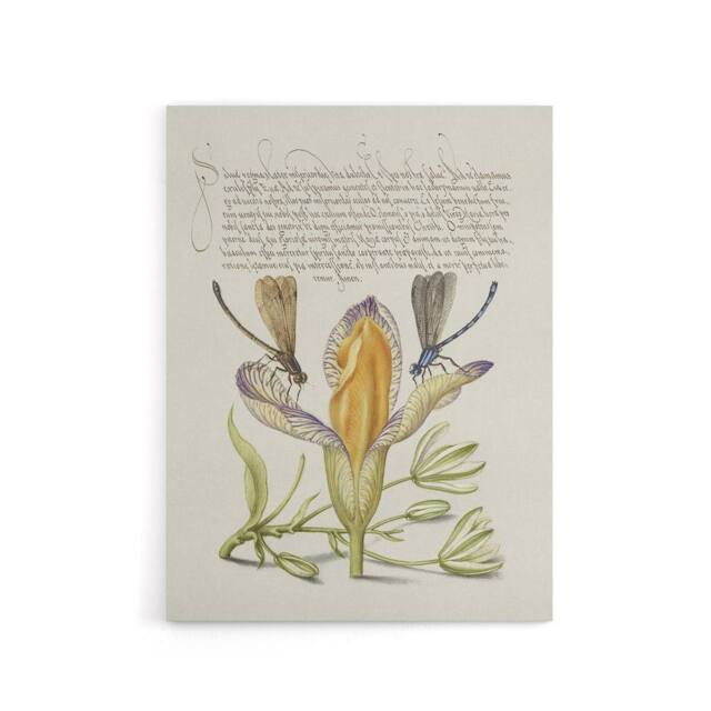 "Artery8 Damselflies on Spanish Iris Calligraphy Canvas Wall Art Print in Beige - Size: W18"" x H24""" - image 1