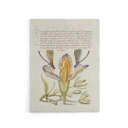 "Artery8 Damselflies on Spanish Iris Calligraphy Canvas Wall Art Print in Beige - Size: W18"" x H24""" - thumbnail 1