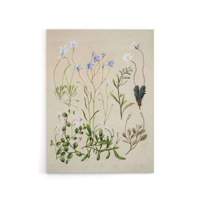 "Artery8 New Zealand Perennial Wild Flowers Featon Canvas Wall Art Print in Beige - Size: W18"" x H24""" - image 1