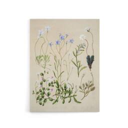 "Artery8 New Zealand Perennial Wild Flowers Featon Canvas Wall Art Print in Beige - Size: W18"" x H24""" - thumbnail 1