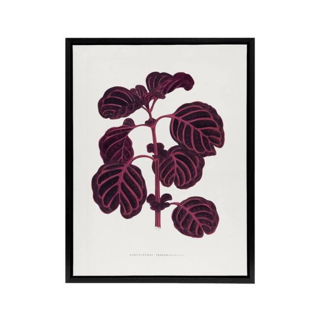 "Artery8 AF Lydon B Fawcett Pink Achyranthes Verschaffeltii Framed Canvas Art in White - Size: W12"" x H16""" - image 1