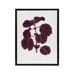 "Artery8 AF Lydon B Fawcett Pink Achyranthes Verschaffeltii Framed Canvas Art in White - Size: W12"" x H16""" - thumbnail 1